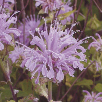 Picture of Bee Balm - Seed