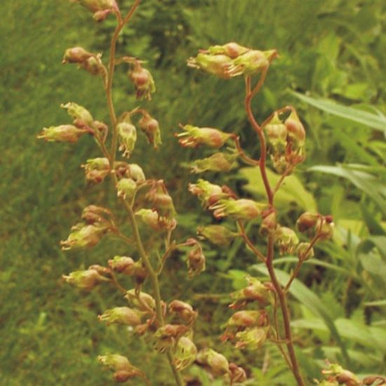 Picture of Alum Root - Seed