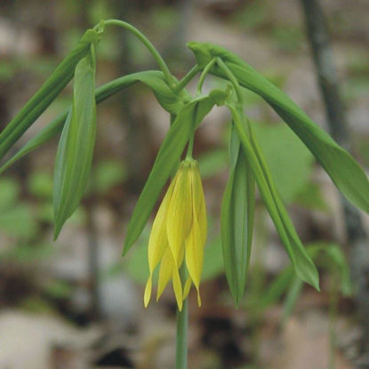 Picture of Bellwort - Seed