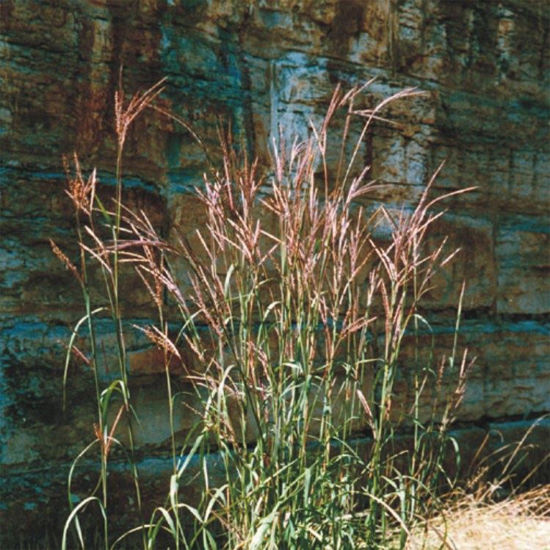 Picture of Big Bluestem - Seed