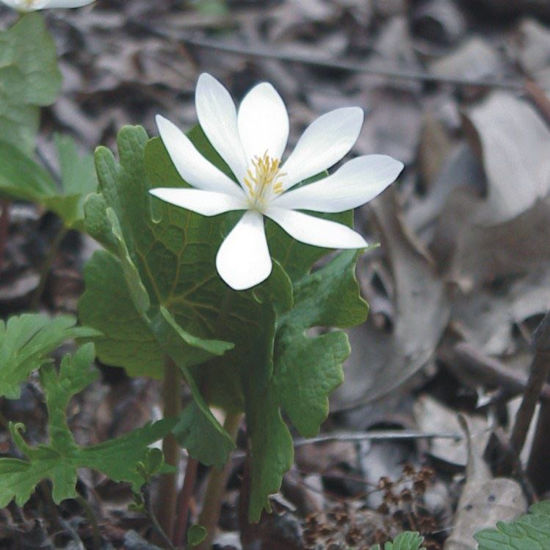Picture of Bloodroot - Seed
