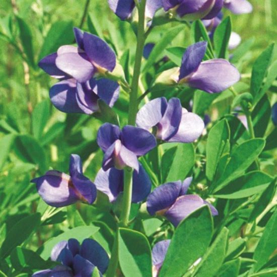 Picture of Blue Wild Indigo - Seed