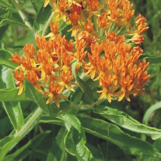 Picture of Butterfly Milkweed - Seed