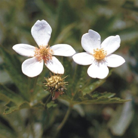 Picture of Canada Anemone - Seed