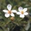 Picture of Canada Anemone - Seed