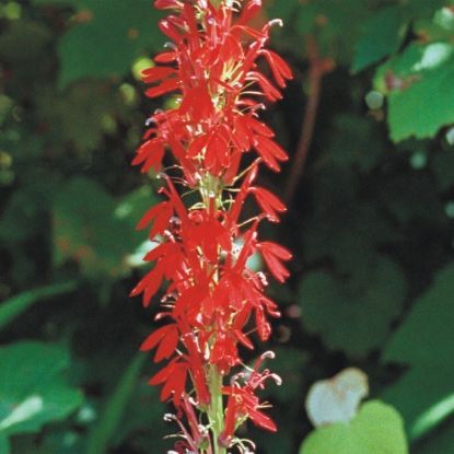 Picture of Cardinal Flower - Seed