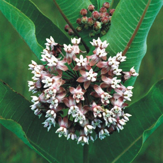 Picture of Common Milkweed - Seed