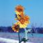Picture of Compass Plant - Seed
