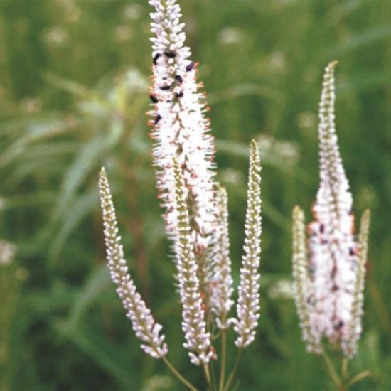 Picture of Culver's Root - Seed