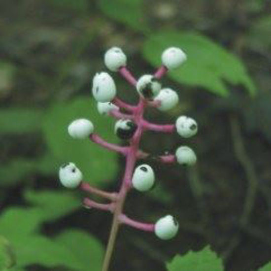 Picture of Doll's Eyes (White Baneberry) - Seed