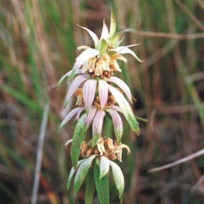 Picture of Dotted Mint  - Seed