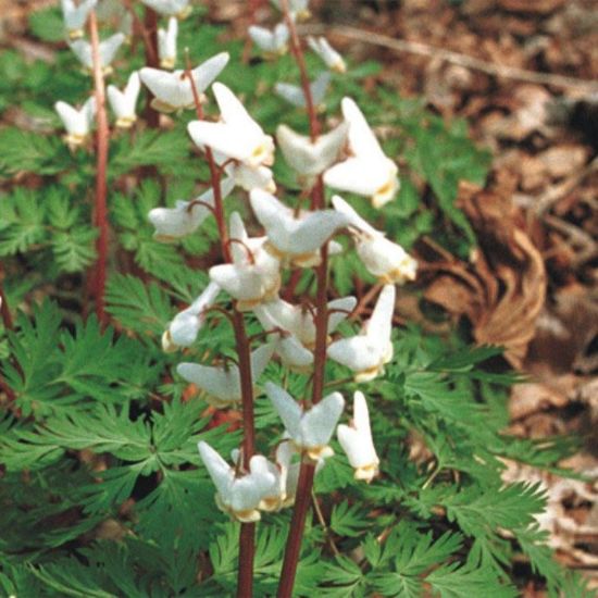 Picture of Dutchmann's Breeches - Seed
