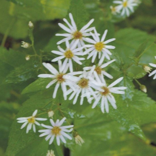 Picture of Forked Aster - Seed