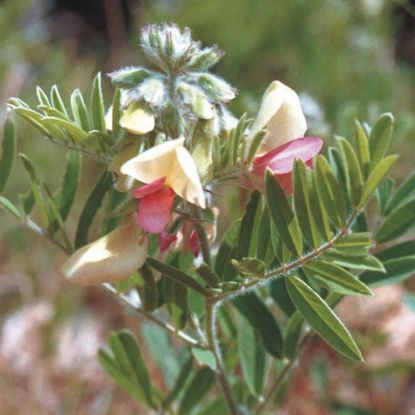 Picture of Goat's Rue - Seed