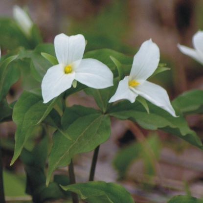 Picture of Grand Trillium - Seed