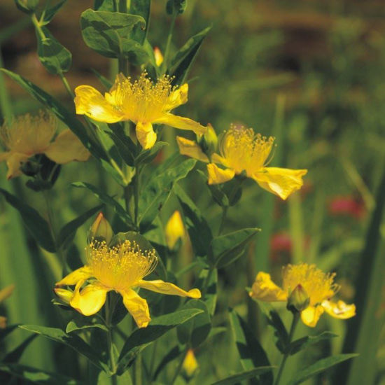 Picture of Great St. John's Wort - Seed