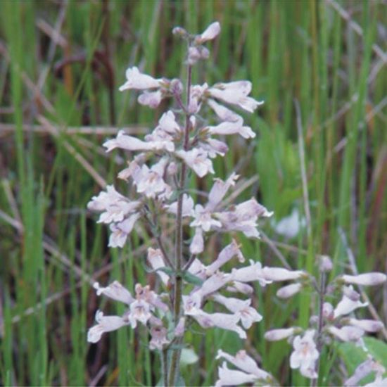 Picture of Hairy Penstemon - Seed