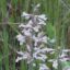 Picture of Hairy Penstemon - Seed