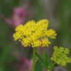 Picture of Heartleaf Alexanders - Seed