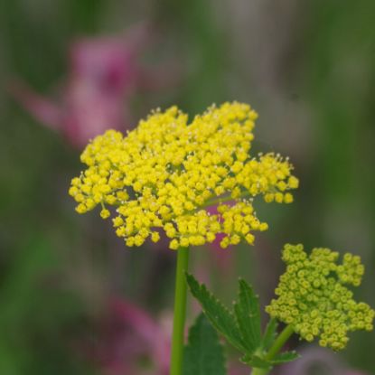 Picture of Heartleaf Alexanders - Seed