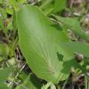 Picture of Heartleaf Alexanders - Seed