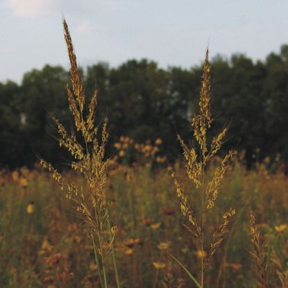 Picture of Indian Grass - Seed