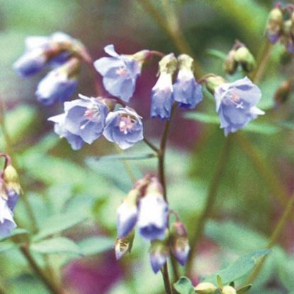 Picture of Jacob's Ladder - Seed