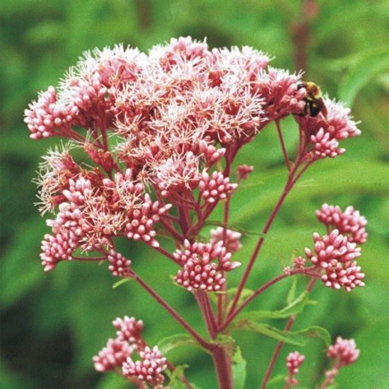 Picture of Joe Pye Weed - Seed