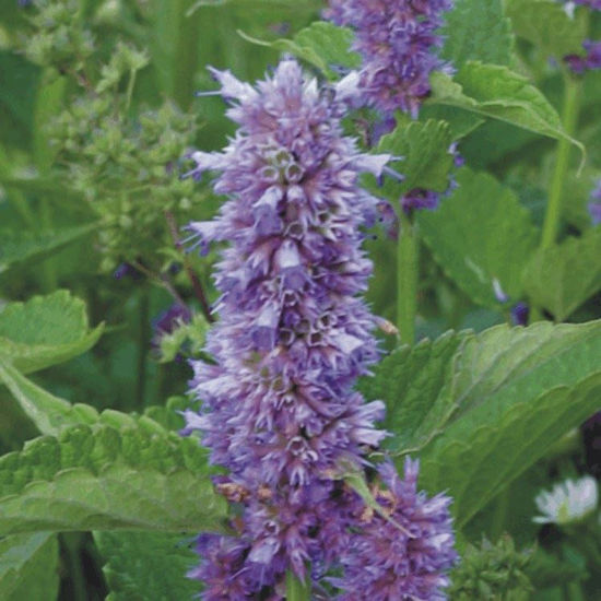 Picture of Lavender Hyssop - Seed