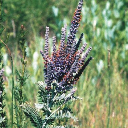 Picture of Lead Plant - Seed