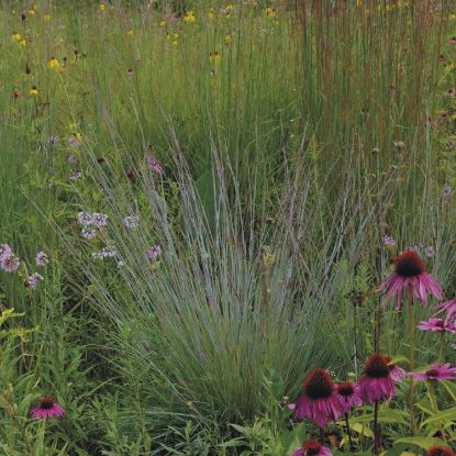 Picture of Little Bluestem - Seed