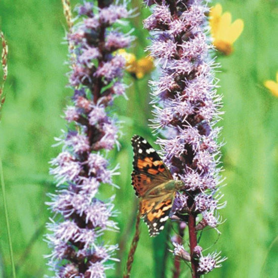 Picture of Marsh Blazing Star - Seed