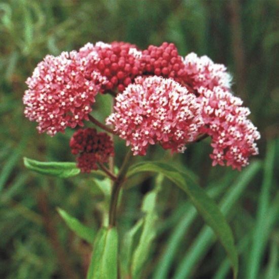 Picture of Marsh Milkweed - Seed