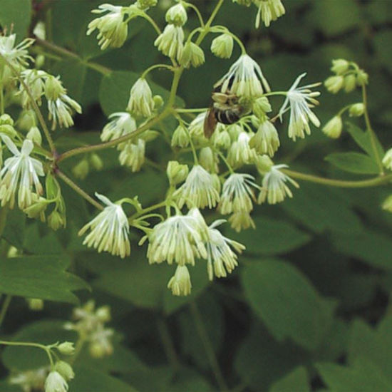 Picture of Meadow Rue - Seed