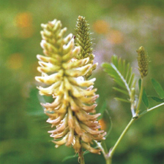 Picture of Milk Vetch - Seed