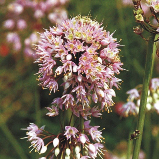 Picture of Nodding Onion - Seed
