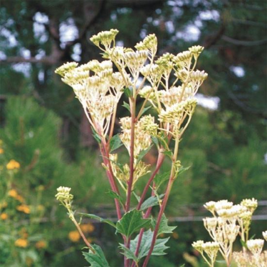 Picture of Pale Indian Plantain - Seed