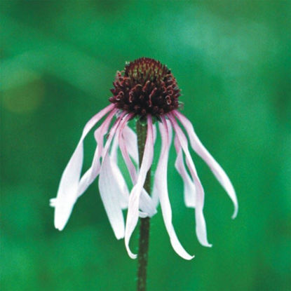 Picture of Pale Purple Coneflower - Seed