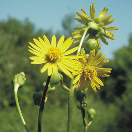 Picture of Prairie Dock - Seed