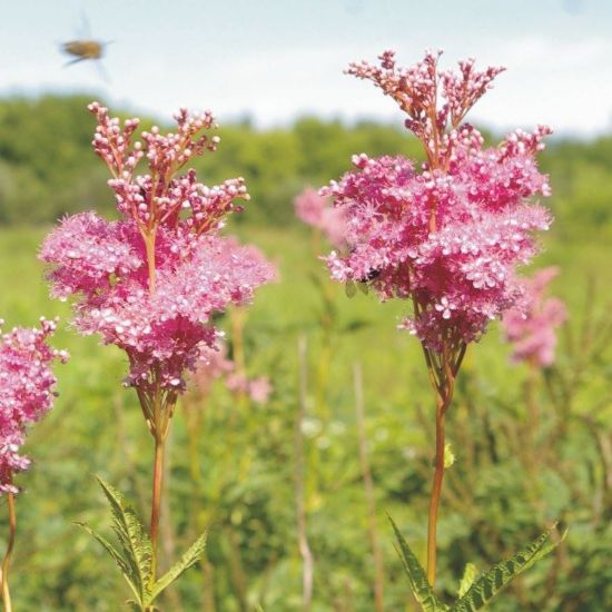 Picture of Queen of the Prairie - Seed