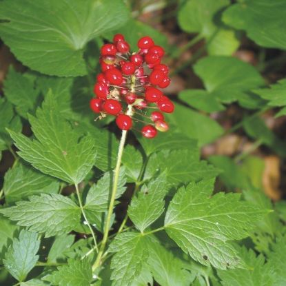 Picture of Red Baneberry - Seed