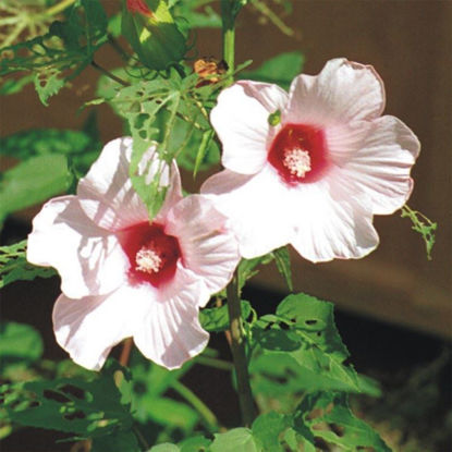 Picture of Rose Mallow - Seed