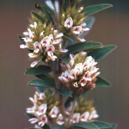 Picture of Round-headed Bushclover - Seed