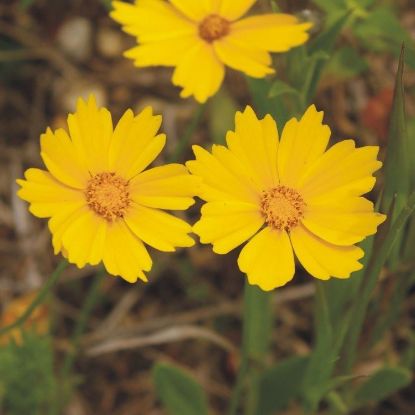 Picture of Sand Coreopsis - Seed