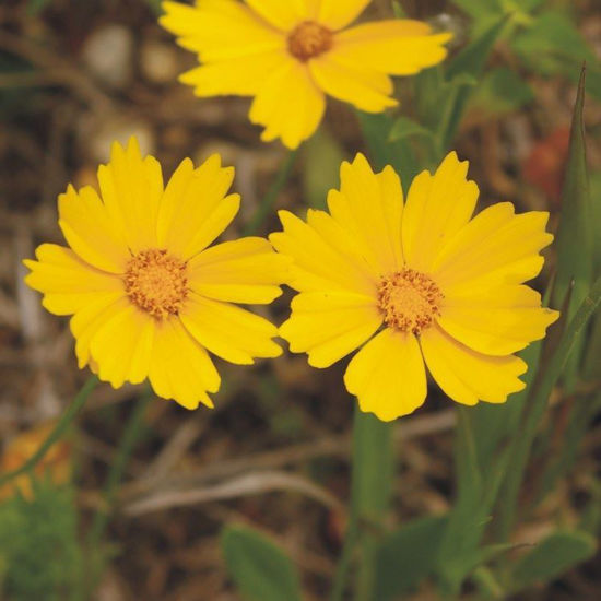 Picture of Sand Coreopsis - Seed