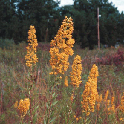 Picture of Showy Goldenrod - Seed
