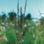 Picture of Side Oats  Grama - Seed