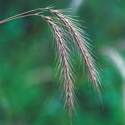 Picture of Silky Rye Grass - Seed