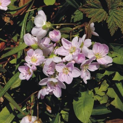 Picture of Spring Beauty - Seed