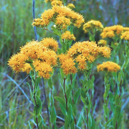 Picture of Stiff Goldenrod - Seed